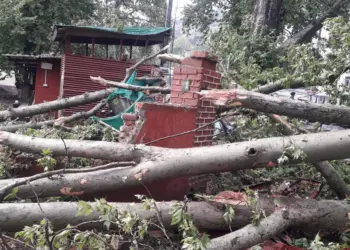 CRPF Jawan Injured After Tree Falls on Bunker Near Amar Singh Club Srinagar