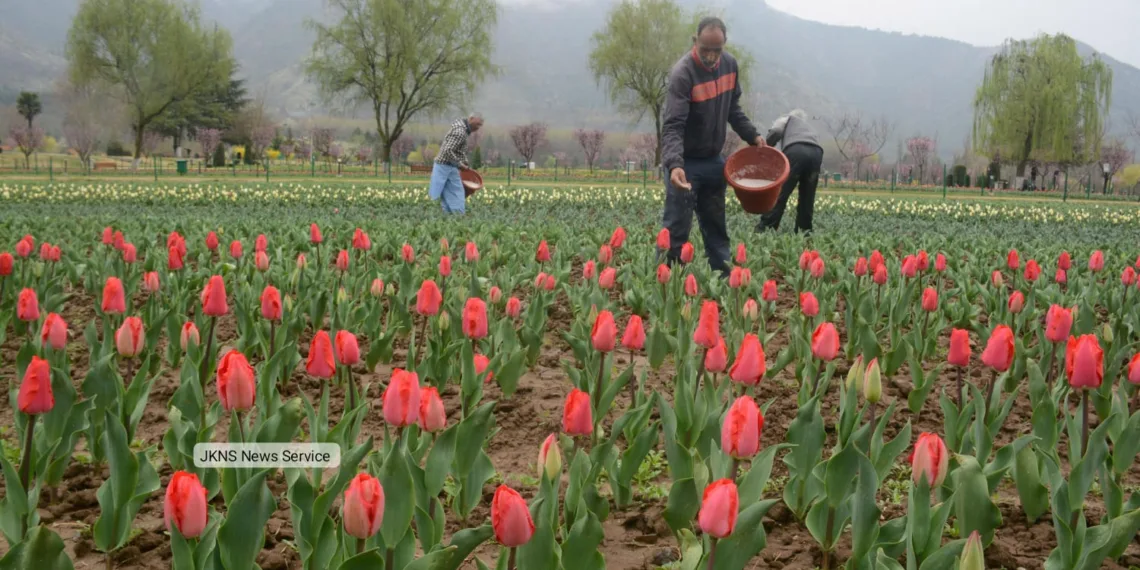 Asia’s Largest Tulip Garden 7–8 Days Away From Full Bloom, Says CM Omar After Sneak Peek
