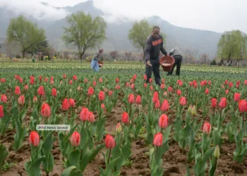 Asia’s Largest Tulip Garden 7–8 Days Away From Full Bloom, Says CM Omar After Sneak Peek
