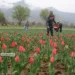 Asia’s Largest Tulip Garden 7–8 Days Away From Full Bloom, Says CM Omar After Sneak Peek