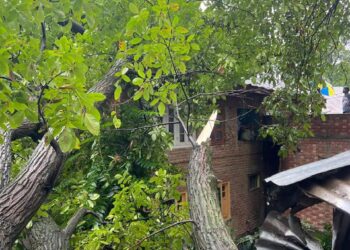 Walnut Tree Falls on House, Cowshed in Seer Hamdan; Families Seek Government Relief