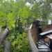 Walnut Tree Falls on House, Cowshed in Seer Hamdan; Families Seek Government Relief