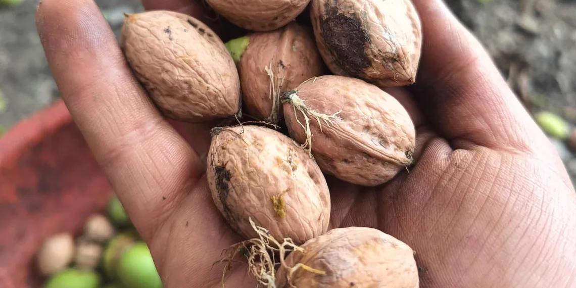 Kashmiri Walnuts: Heritage Crop Faces Price Hopes Amid Global Crunch
