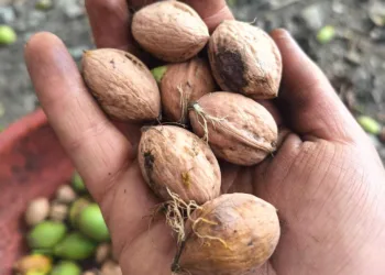 Kashmiri Walnuts: Heritage Crop Faces Price Hopes Amid Global Crunch