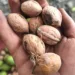 Kashmiri Walnuts: Heritage Crop Faces Price Hopes Amid Global Crunch